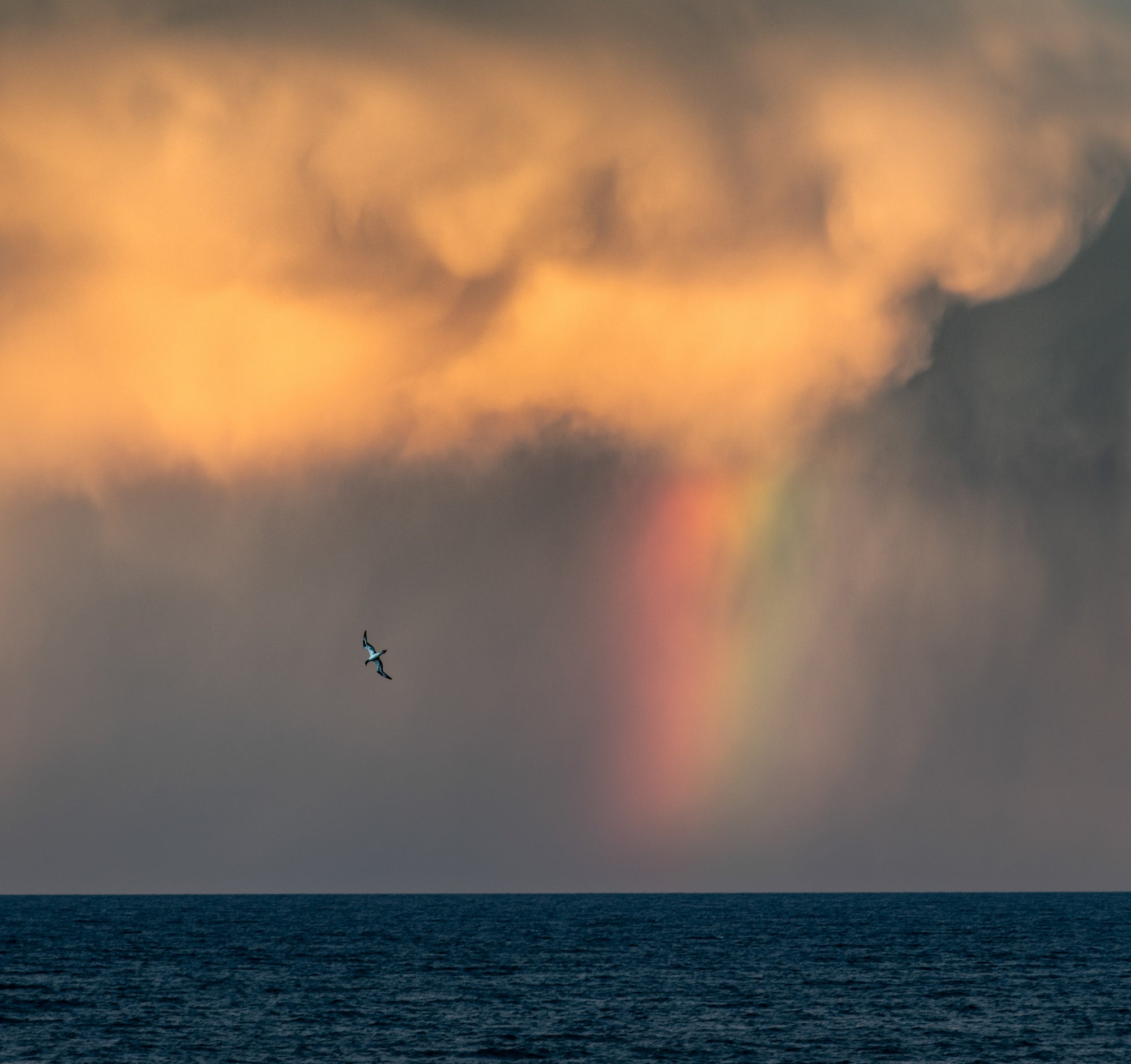 Gannet + Rainbow